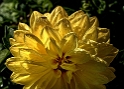 4711 Blume-16X_3805-1-Kopie